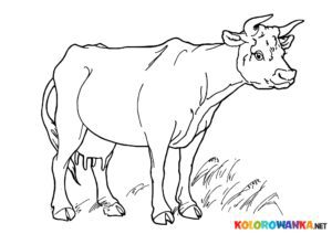 Kolorowanka krowa - zwierzęta